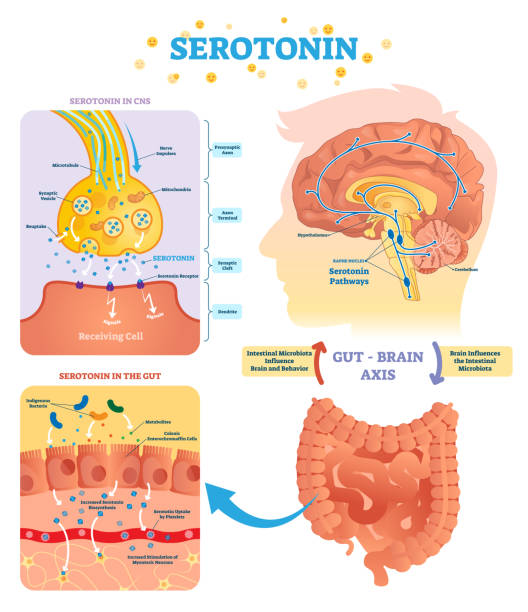 ilustrações, clipart, desenhos animados e ícones de ilustração em vetor serototin. diagrama etiquetado com eixo de cérebro do intestino e cns. - brain cerebellum synapse science