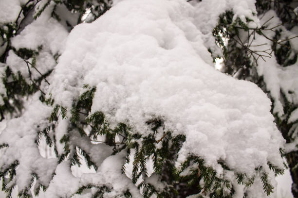 istock Spruce branches beautifully covered with snow. 1053647756