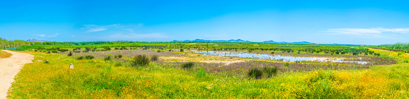 Marshes of Albufera national park at Mallorca, Spain