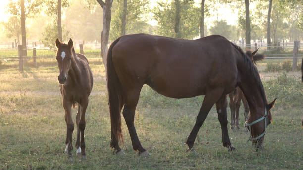 istock Two young chestnut colored horses graze in a beautiful sunlit green ranch. 1053651668