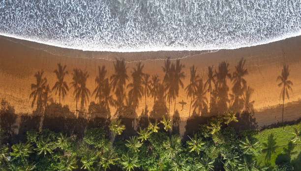 istock AERIAL TOP DOWN Surfer walking on exotic beach between the palm tree shadows 1053651780