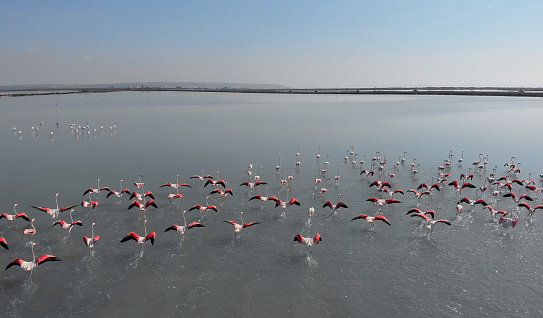 Aerial photography of flamingoes standing in lake water. Beautiful birds with bright coloring pink and black colors. Sunny day. Torrevieja. Costa Blanca. SpainAerial photography of flamingoes standing in lake water. Beautiful birds with bright coloring pink and black colors. Sunny day, full frame background. Torrevieja. Costa Blanca. SpainAerial photography of flamingoes standing in lake water. Beautiful birds with bright coloring pink and black colors. Sunny day. Torrevieja. Costa Blanca. SpainAerial photography of flamingoes standing in lake water. Beautiful birds with bright coloring pink and black colors. Sunny day, full frame background. Torrevieja. Costa Blanca. Spain