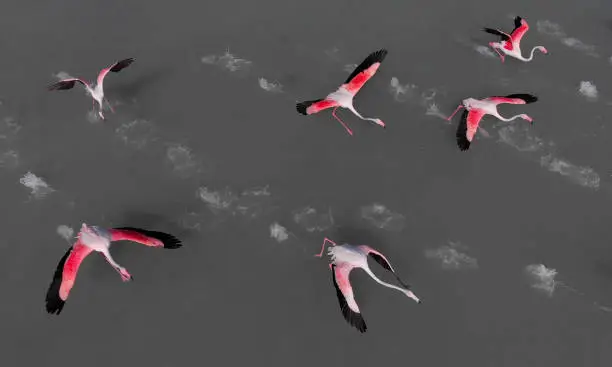 Photo of Beautiful flamingos birds in lake water. Spain