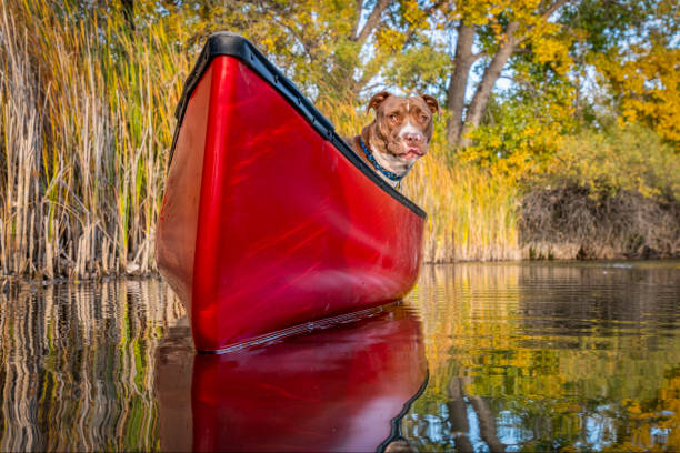 istock pit bull terrier dog in a red canoe 1053670346