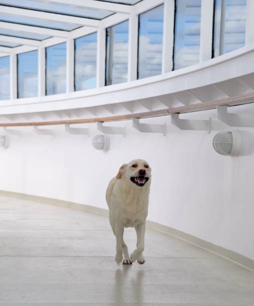istock Labrador Retriever at Sea 1053678510