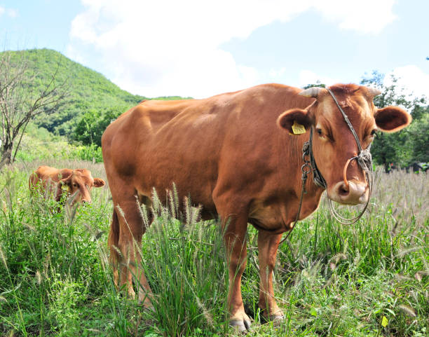 Momso and calves graze in nature.