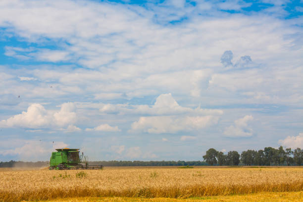 istock Combine harvesting Wheat plants in the field 1053692592