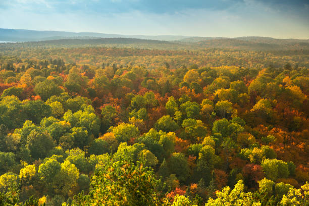 istock Colorful Autumn season wilderness forest and trees 1053698684