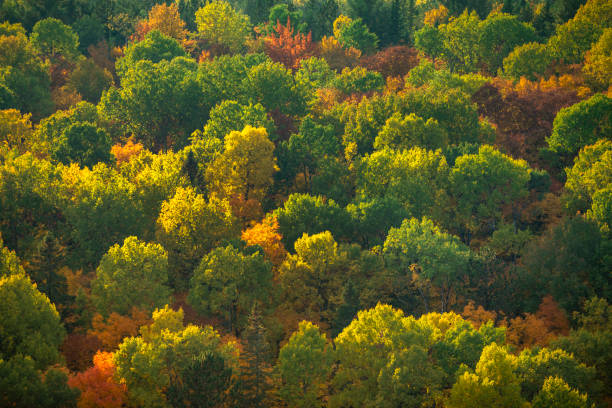 Fall wilderness aerial view of the forest trees in outdoor Ontario, Canada