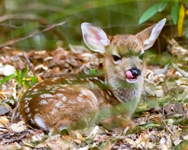 Bambi Rests - a young fawn lying down