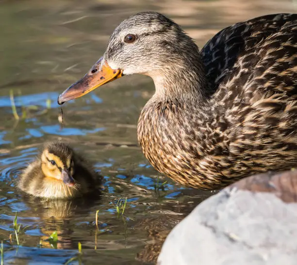 Mallards ducks