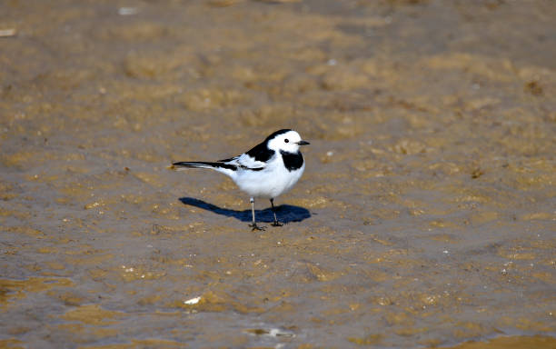 istock A beautiful bird in wetlands 1053706328