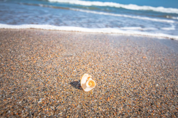 Washed Away wave approaching a seashell to wash it away emerald isle north carolina stock pictures, royalty-free photos & images