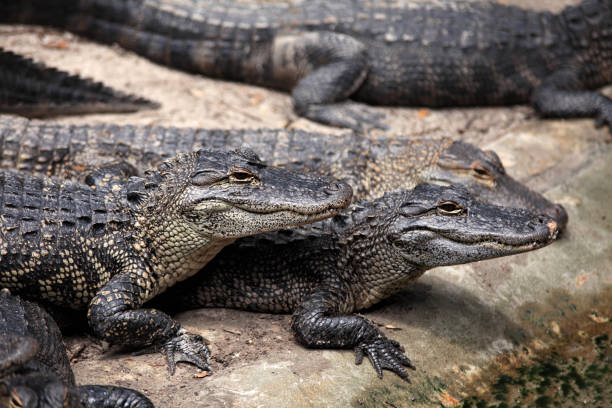istock Close up alligators resting by water 1053710696