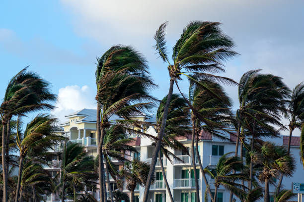 istock Windy day at seaside with palm trees in a row 1053713632