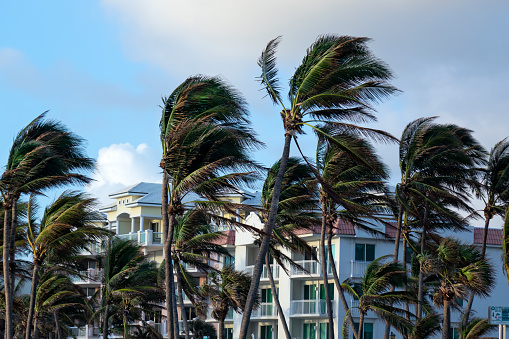 Windy seaside with palm trees in a row over cloudy sky in Florida, USA