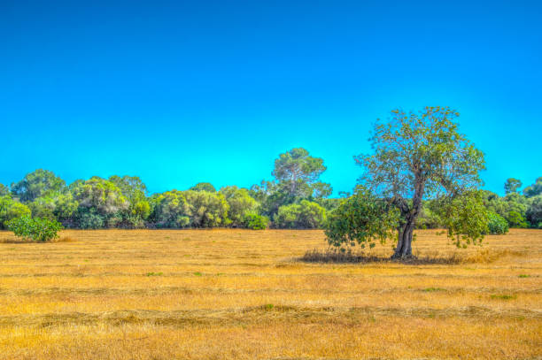 istock Countryside of Mallorca 1053715780
