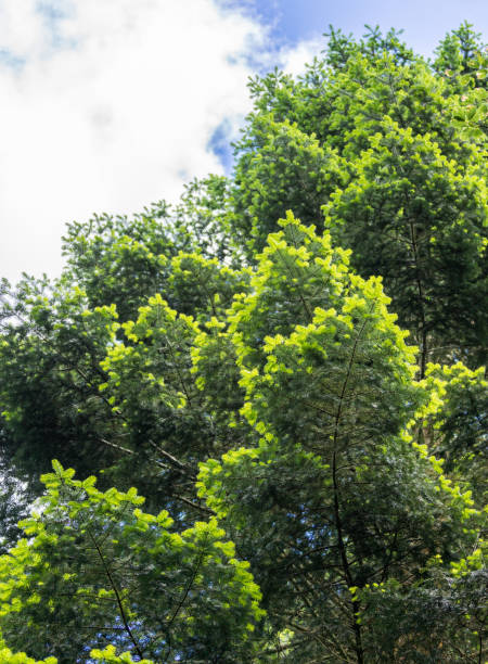 istock Fir trees with young and older needles, Dumfriesshire, Scotland UK. 1053716210