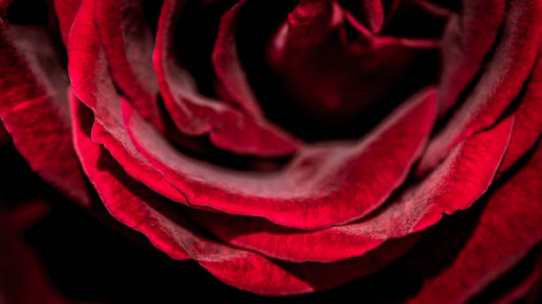 istock Beautiful colorful Rose Flower 1053717498