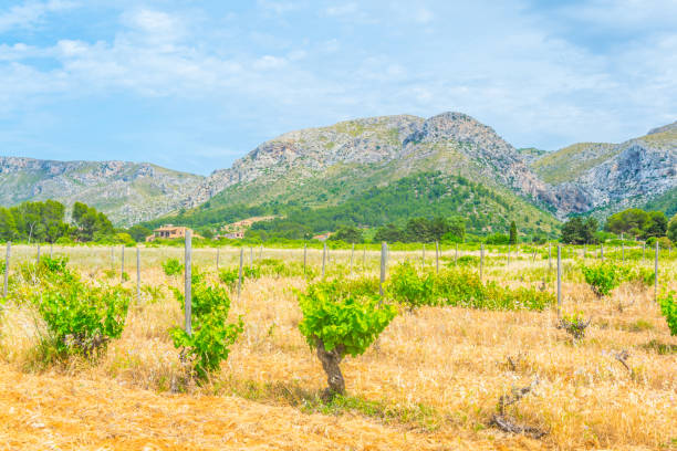 istock Countryside of Mallorca 1053718258