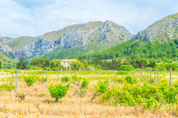 istock Countryside of Mallorca 1053718506