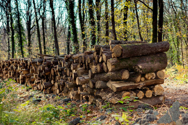 istock Fire wood tree  logs stock  trunks piled up 1053718626