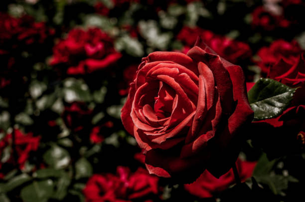 istock Beautiful colorful Rose Flower 1053718714