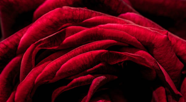 istock Beautiful fresh roses in close up view 1053718734