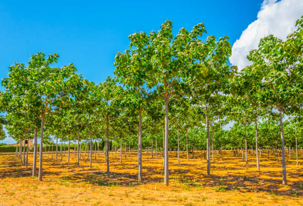 istock Countryside of Mallorca 1053718872