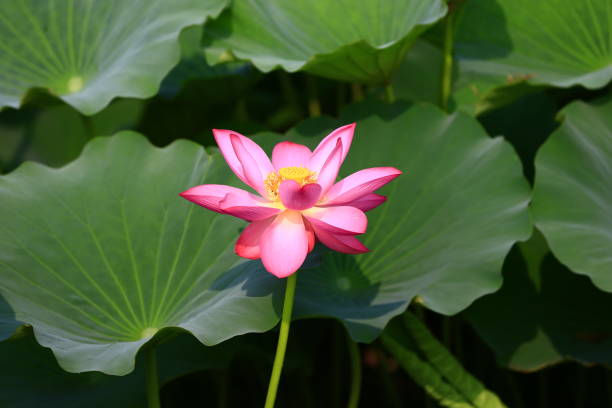 istock Blooming lotus flower, very beautiful 1053720580