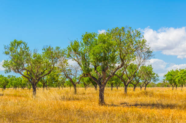 istock Countryside of Mallorca 1053721924