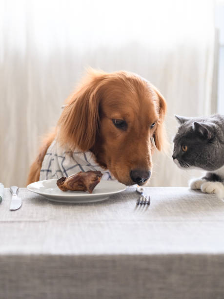 istock Golden retriever ready to eat barbecue 1053722150