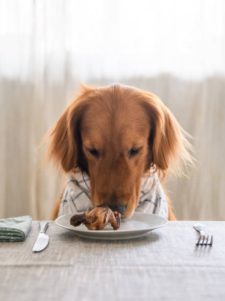 istock Golden retriever ready to eat barbecue 1053722162