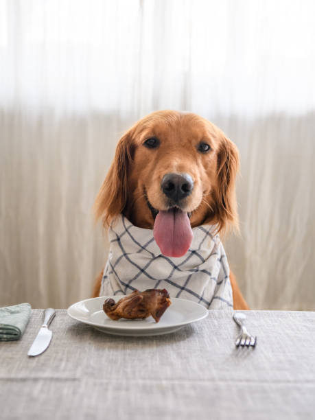 istock Golden retriever ready to eat barbecue 1053722166