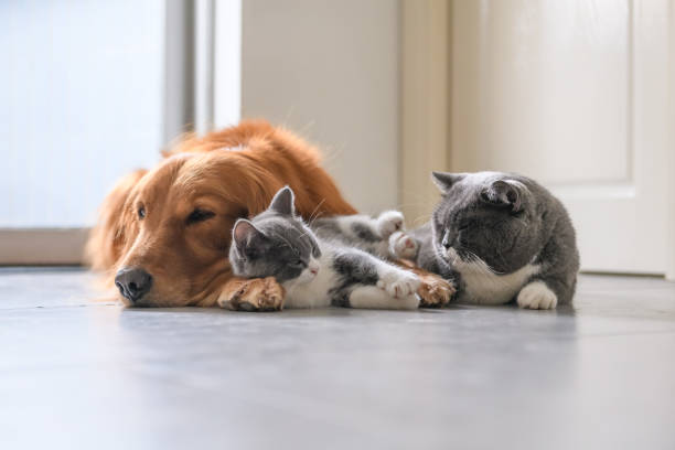 istock Golden Retriever and Kitten 1053722216