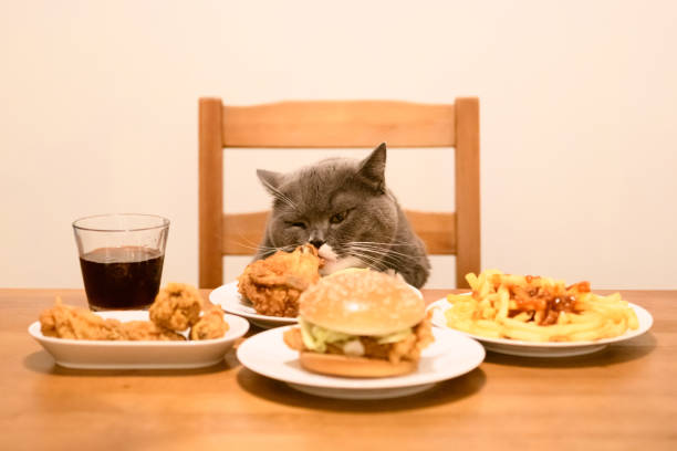 istock British Short-hair cat sits at the table and Eats. 1053722364