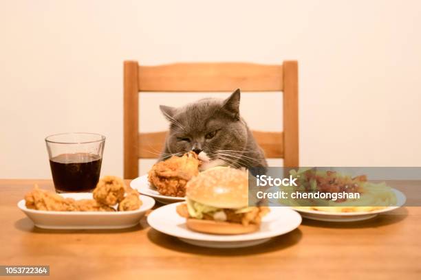 British Shorthair Cat Sits At The Table And Eats Stock Photo - Download Image Now - Eating, French Fries, British Shorthair Cat