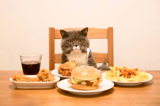 istock British Short-hair cat sits at the table and Eats. 1053722372