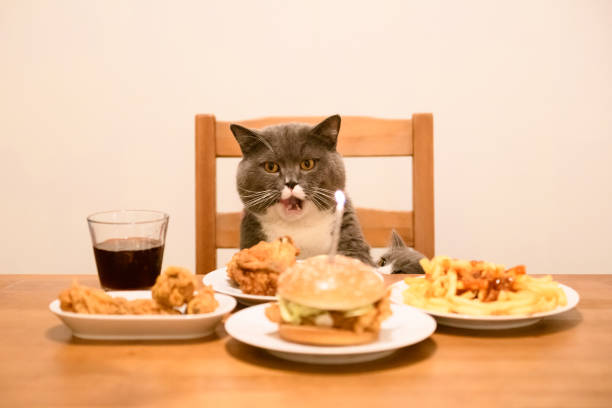 istock British Short-hair cat sits at the table and Eats. 1053722386