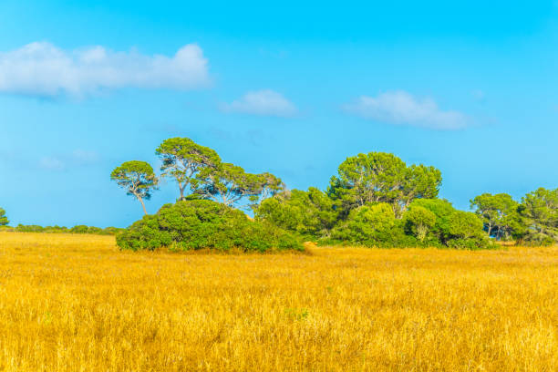 istock Countryside of Mallorca 1053722560