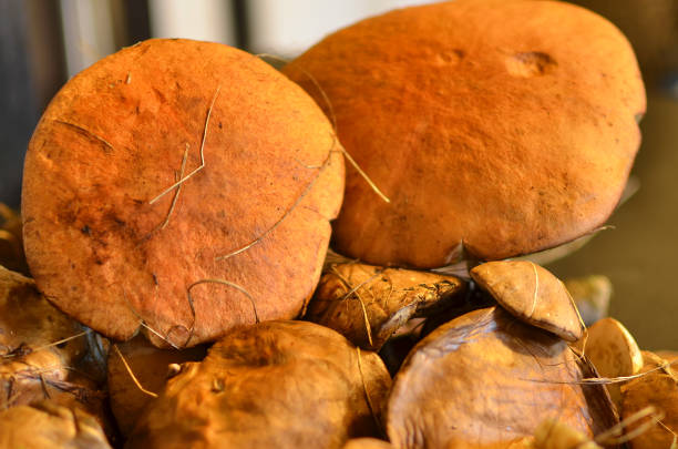 istock caps of aspen mushrooms 1053728562