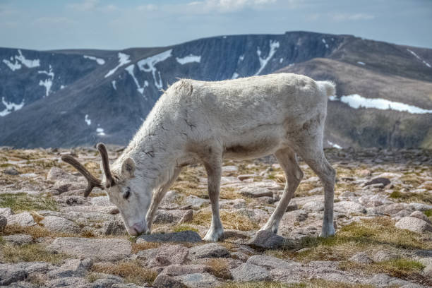 renne bianche solitarie che pascolano negli altopiani, scozia, regno unito - munros foto e immagini stock