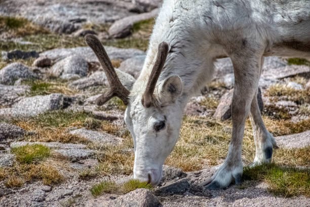 renne bianche solitarie che pascolano negli altopiani, scozia, regno unito - munros foto e immagini stock