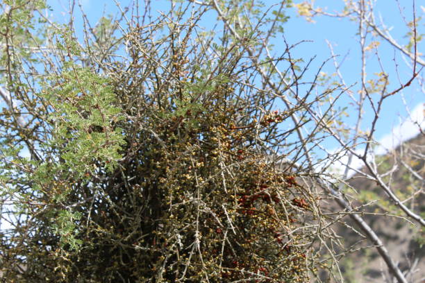 PHORADENDRON CALIFORNICUM - DESERT MISTLETOE PIONEERTOWN