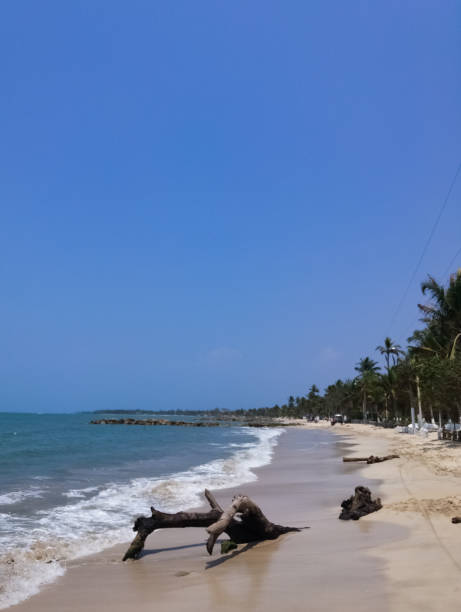 istock White sand beach with palms and other trees and foam caused by the waves 1053733630
