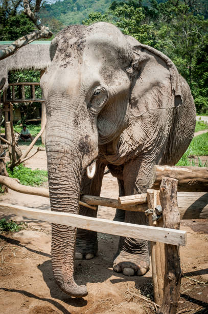 istock Beautiful elephant walking in natural reserve 1053735132
