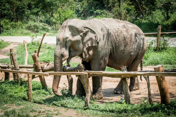 istock Beautiful elephant walking in natural reserve 1053735662
