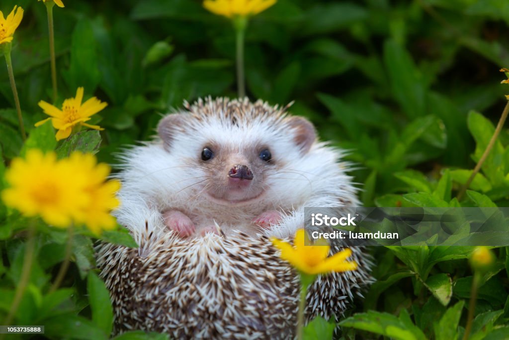 European Hedgehog playing at the flower garden, very pretty face and two front paws. Hedgehog Stock Photo