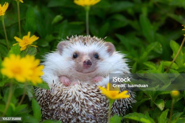 European Hedgehog Playing At The Flower Garden Very Pretty Face And Two Front Paws Stock Photo - Download Image Now
