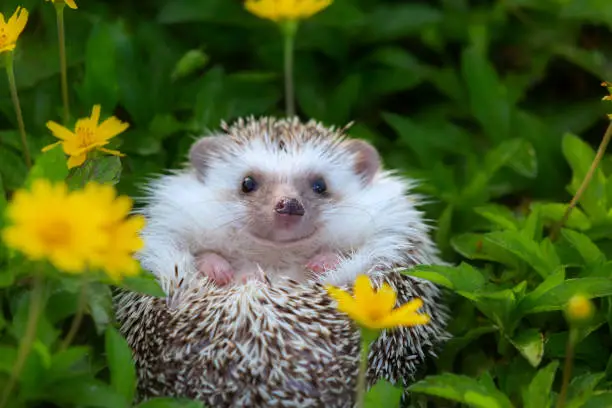 Photo of European Hedgehog playing at the flower garden, very pretty face and two front paws.